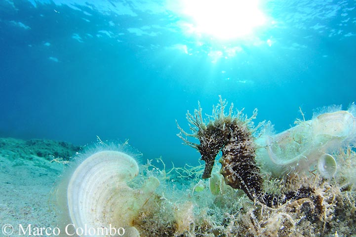 Hippocampus guttulatus e Hippocampus hippocampus